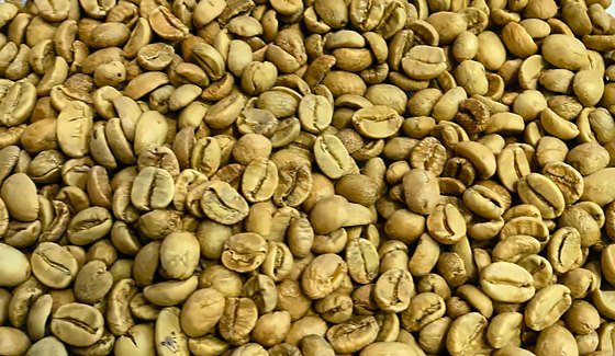 Green robusta coffee beans