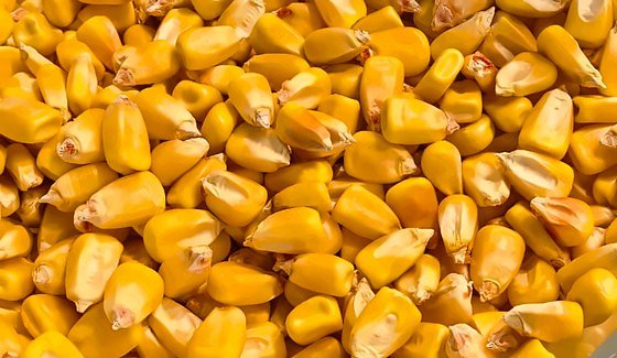 Dry yellow maize (corn) kernels